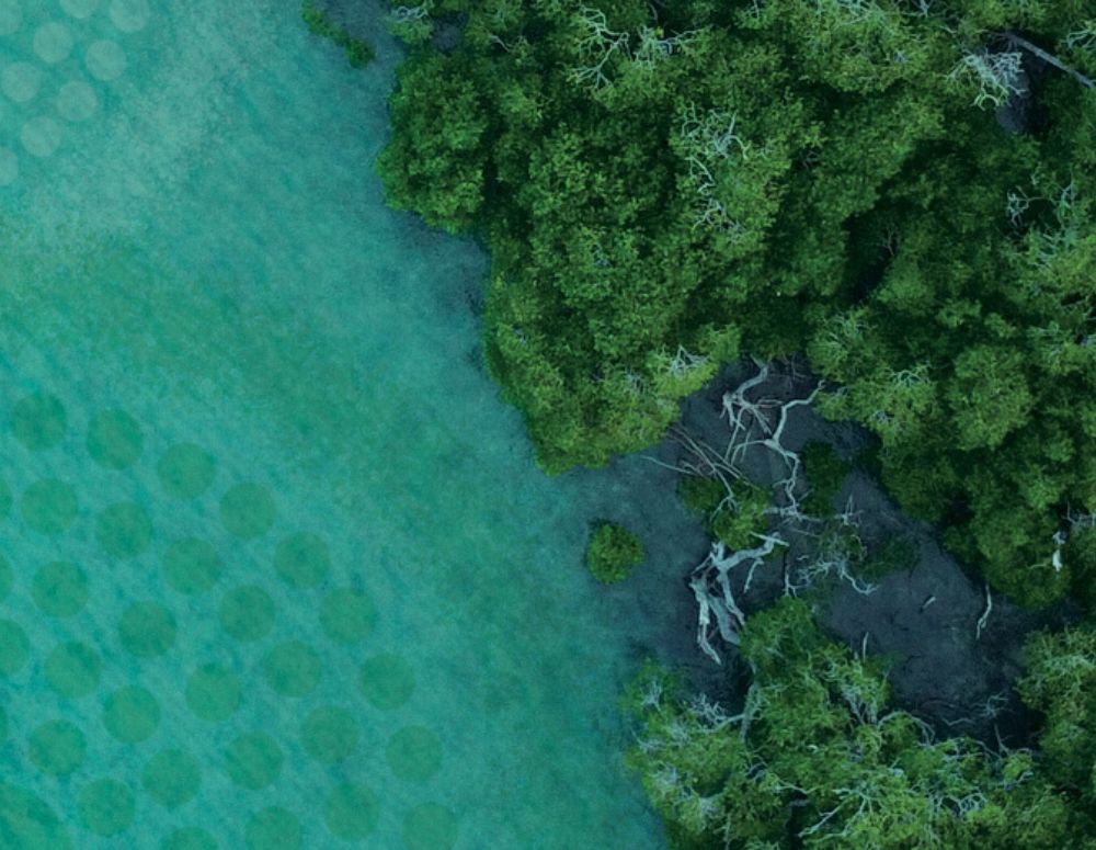A riverbank with mangroves along the edge.