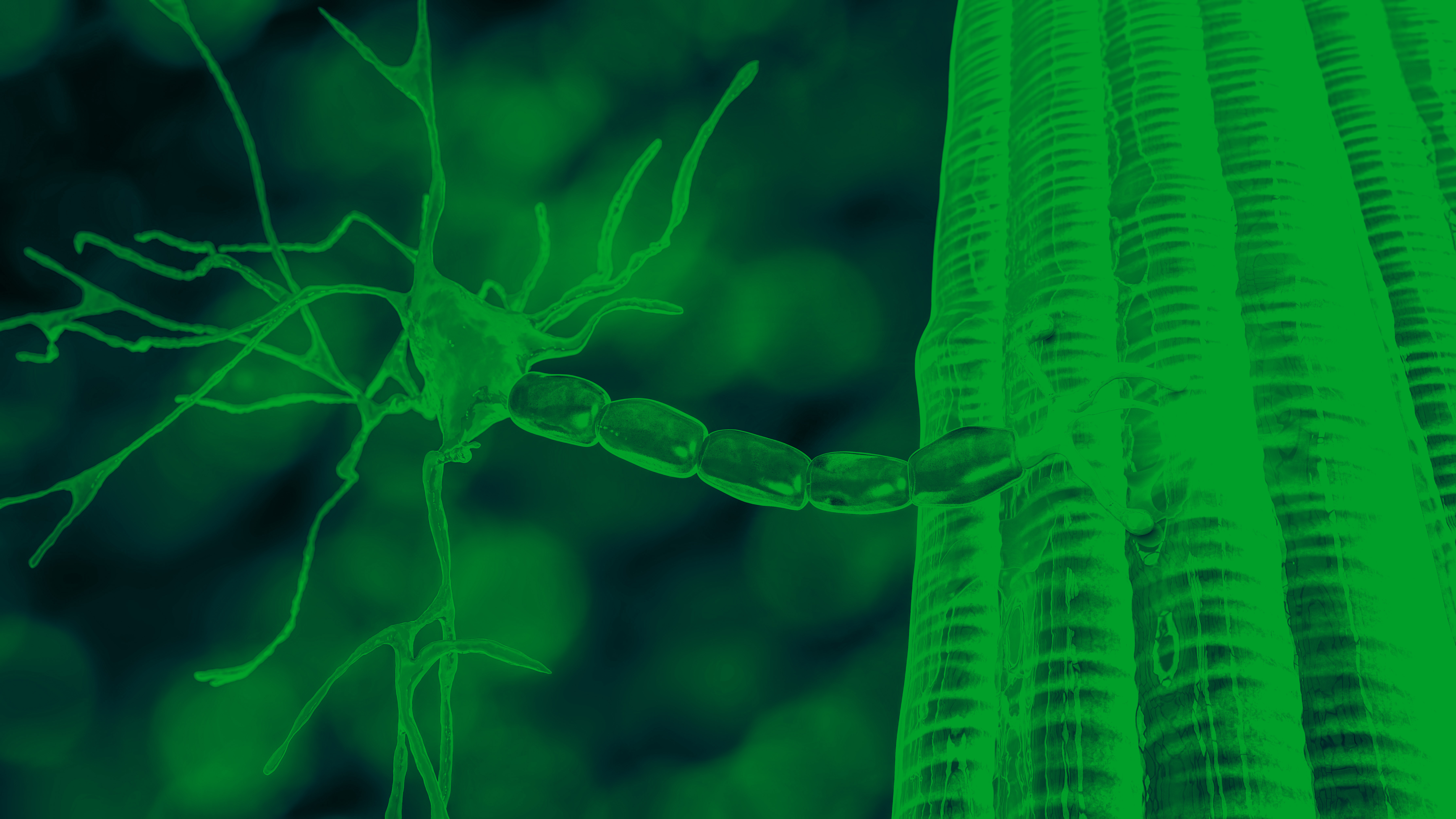 Page banner for the “MYasthenia Compass” Learning Zone with a green background featuring a stylized close-up illustration of a motor neuron attached to skeletal muscle. Breadcrumb navigation at the top reads “Home / Education / What is myasthenia gravis? / Overview.”