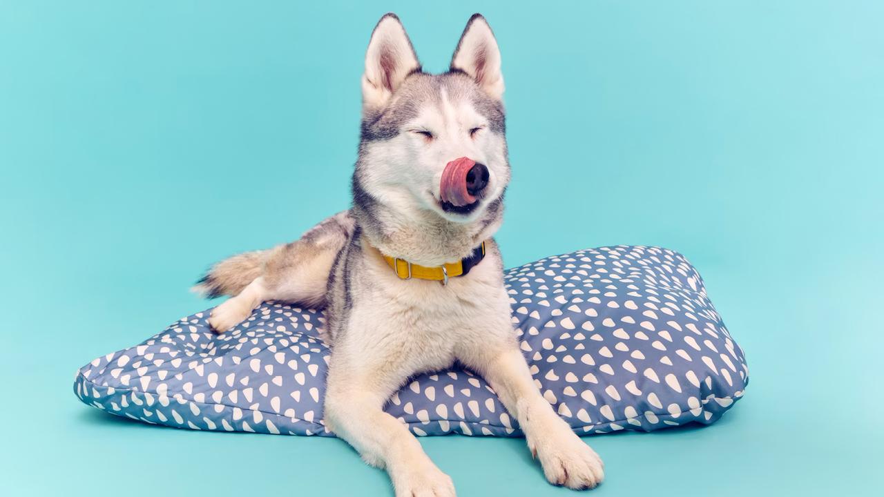 A dog lying on a pillow with its nose sticking outAI-generated content may be incorrect.