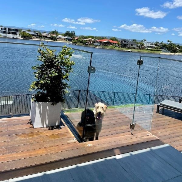 Two dogs on a pool deck with Broadbeach Waters canals in the background