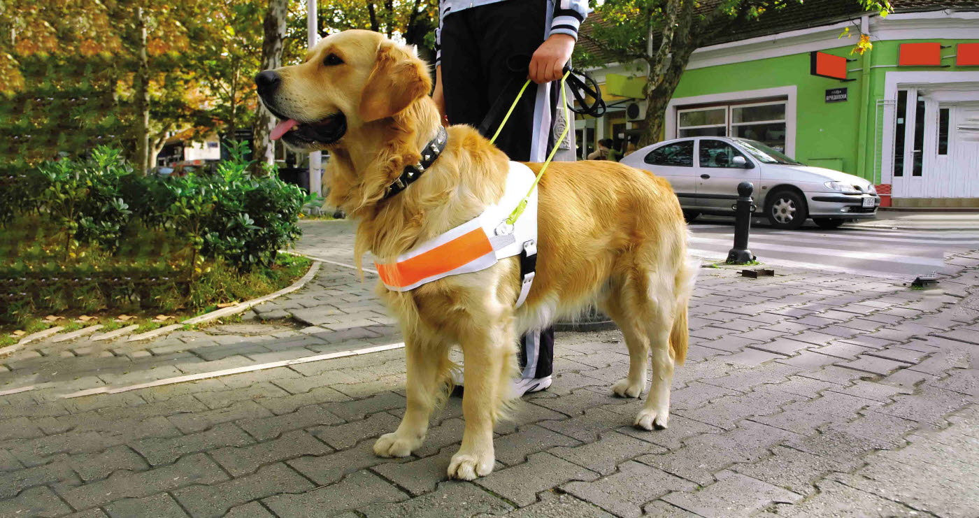 guide dog - dog - harness (1).jpg