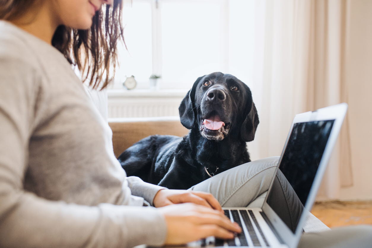 dog - home - working