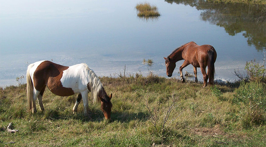 10545-chincoteague-horses-marsh-c.jpg
