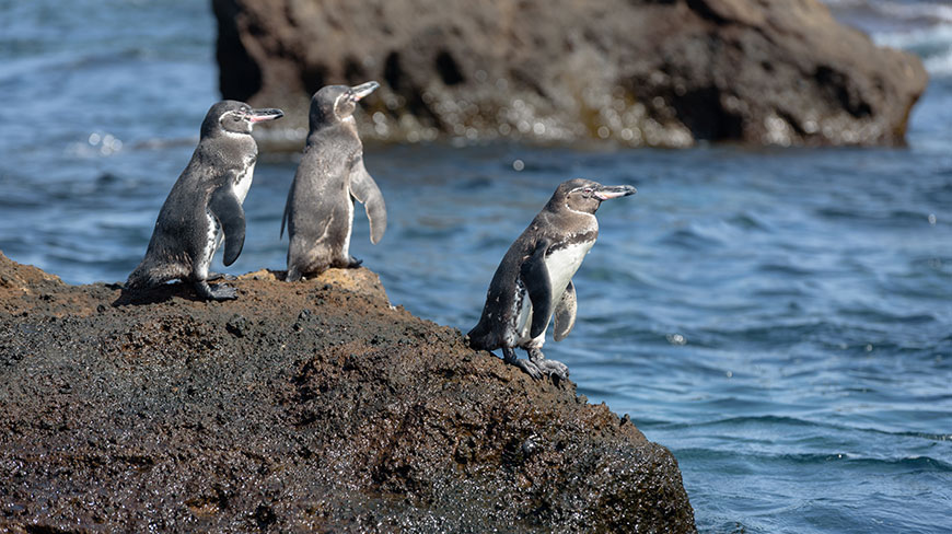 21987-EC-Galapagos-Penguins-5c.jpg