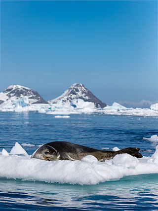 24214-AQ-Cierva-Cove-Leopard-Seal-vert.jpg