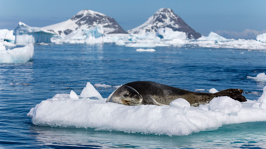 24214-AQ-Cierva-Cove-Leopard-Seal-lghoz.jpg