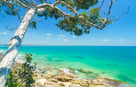 Rocky beach and blue ocean view with tree in Noosa