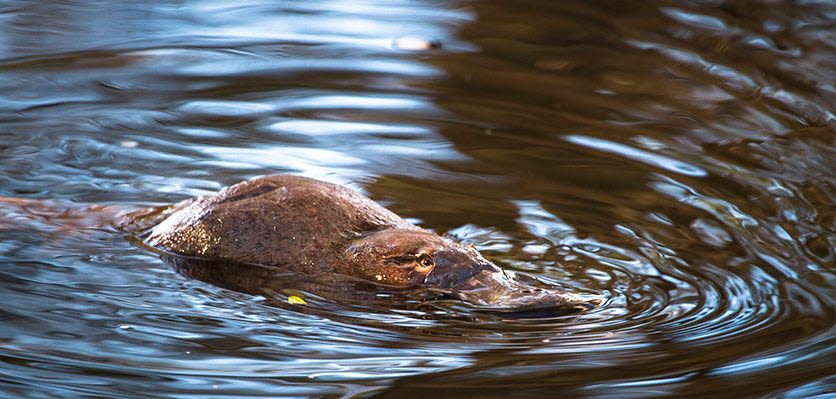 Vet Voice - platypus - swimming