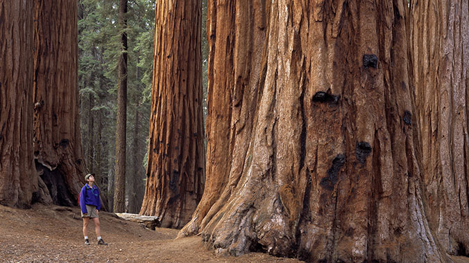 21404-hiking-redwood-national-forest-northern-california-c.jpg