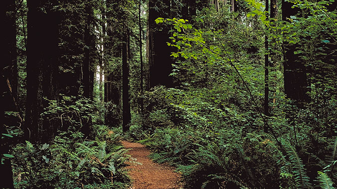21404-hiking-redwood-national-forest-northern-california-lghoz.jpg