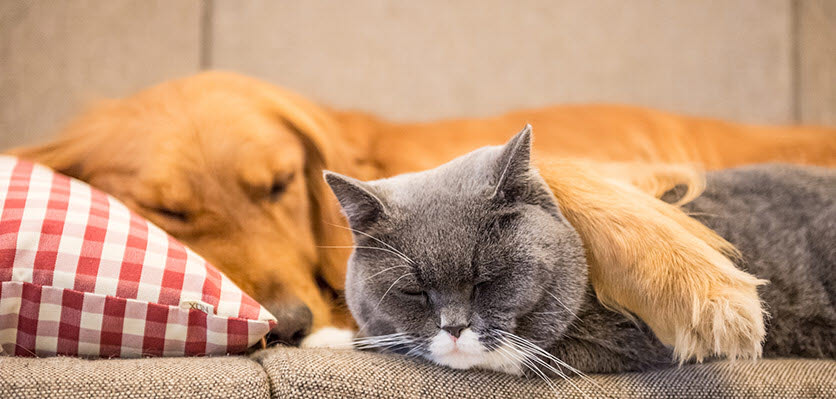 vet voice - dog - cat - sleeping