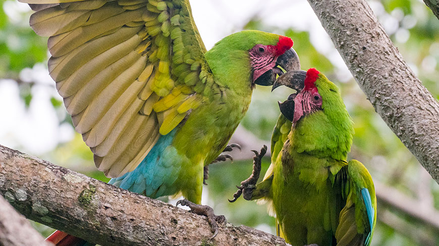 25137-CR-great-green-macaws-5c.jpg