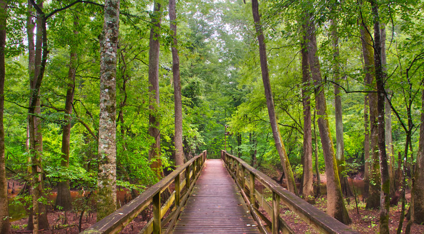 Congaree National Park, South Carolina