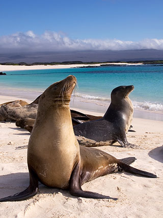 18484-Best-of-Galapagos-and-Peru-Sea-Lions-Vert.jpg