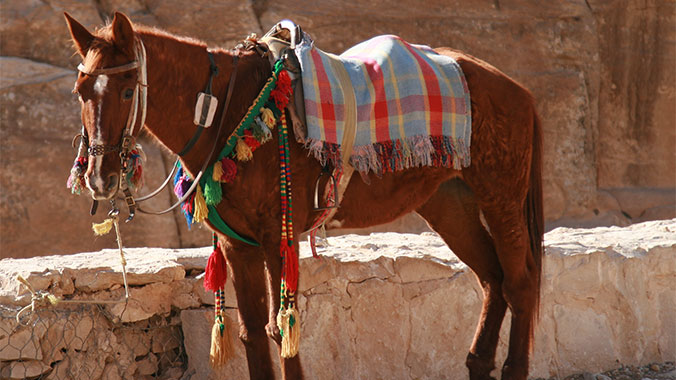 15860-jordan-petra-horse-c.jpg