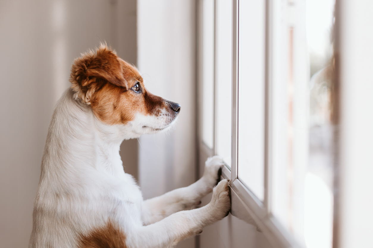 dog - alone - window