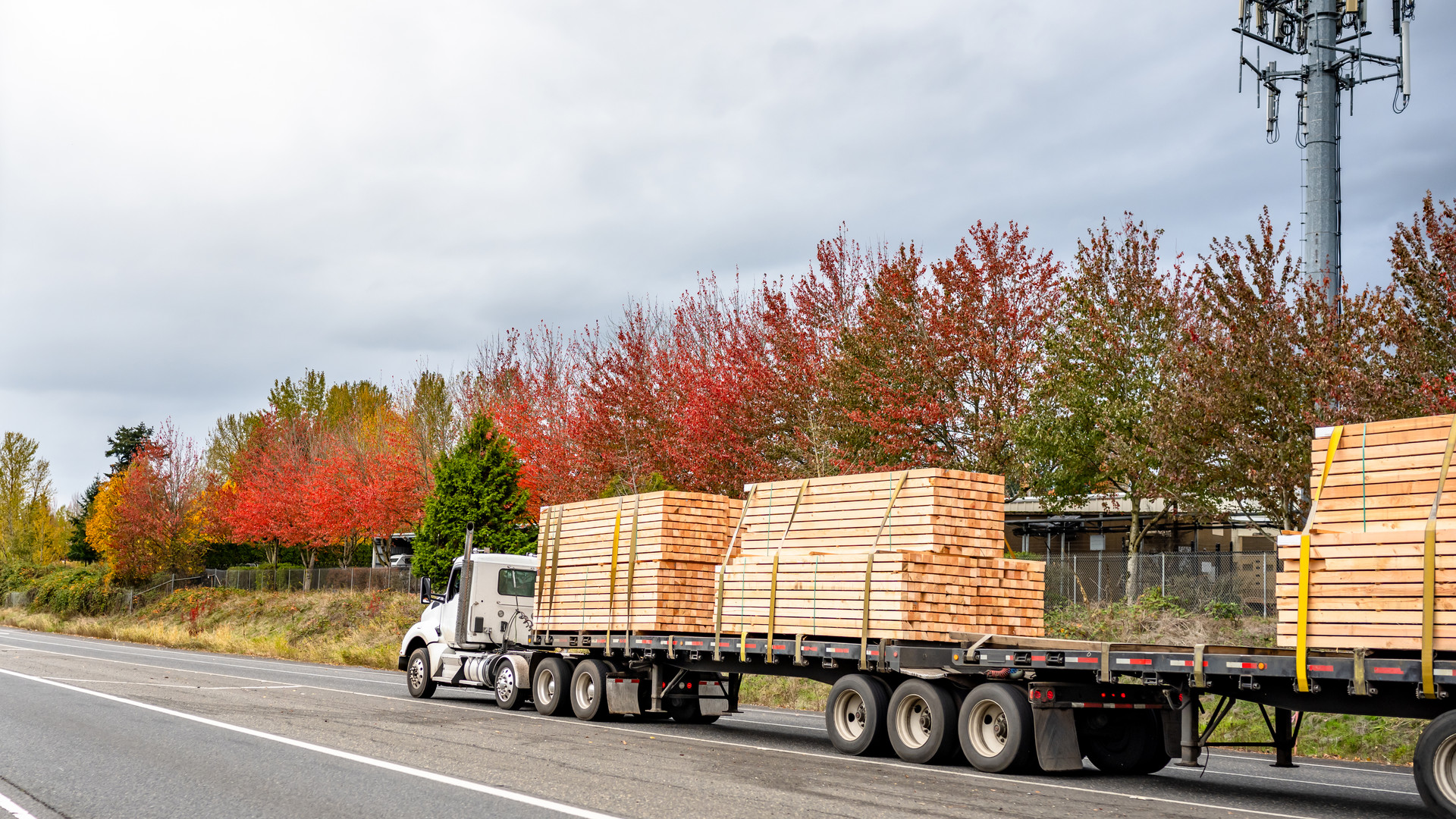 Powerful white big rig semi truck with day cab transporting lumber wood on two flat bed semi trailers running on the straight road with autumn trees