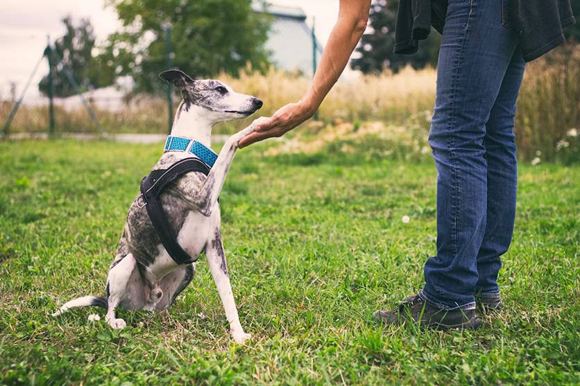 greyhound - training - web.jpg