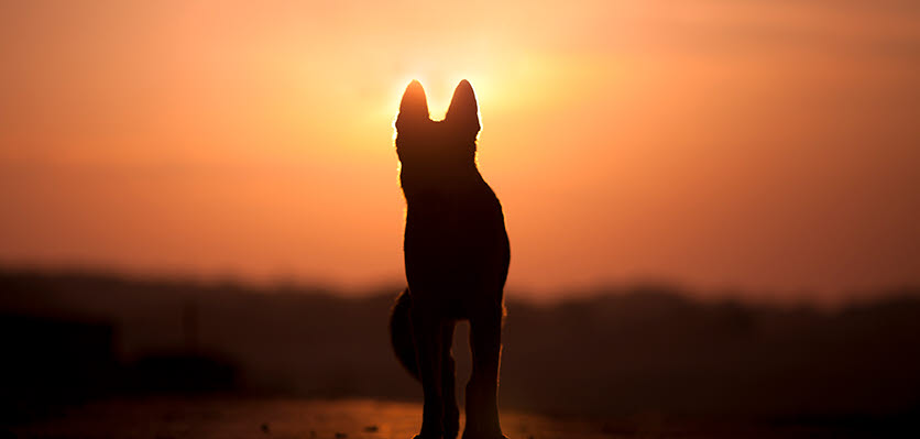 vet voice - dog - sunset