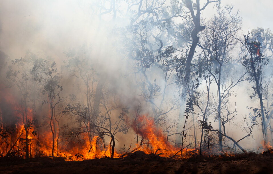 bushfire.jpg