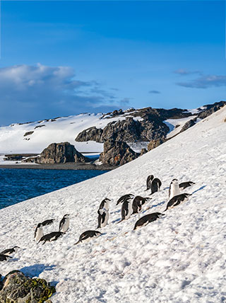 25158-AQ-SouthShetland-Islands-Chinstrap-Penguins-vert.jpg