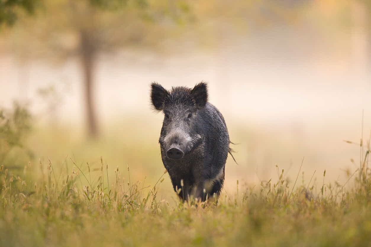 wild boar - wild pig (3).jpg