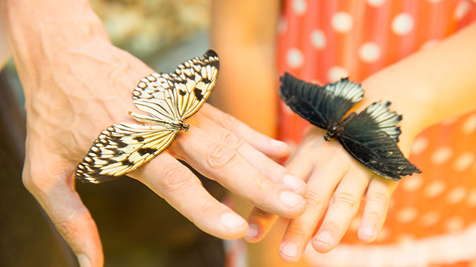 22895-Child-Grandparent-Butterfly-Hands-lghoz.jpg