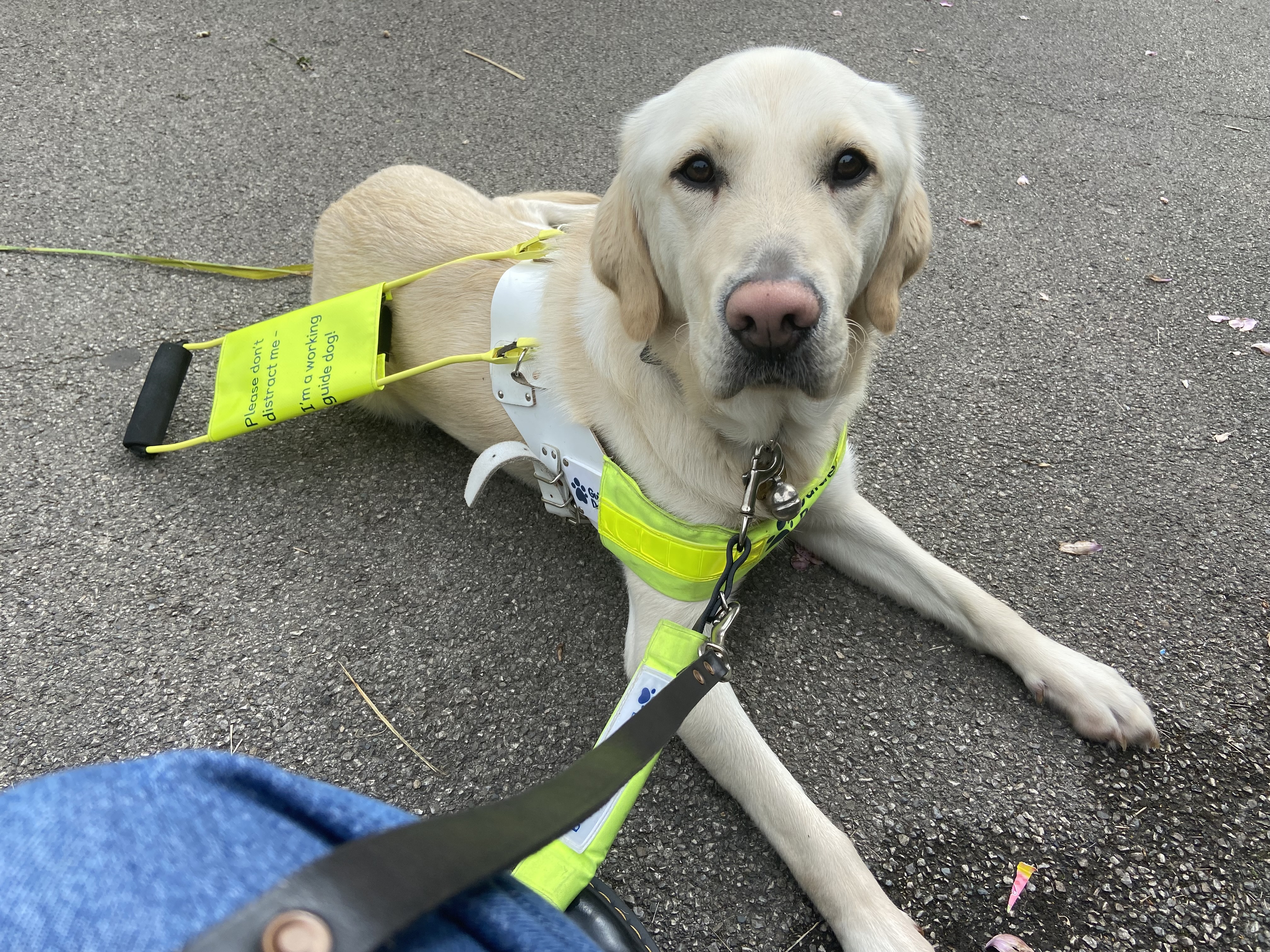 Chloe's guide dog Lezzie 