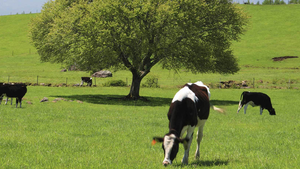 A picture of the cows in a field from Brownes Dairy
