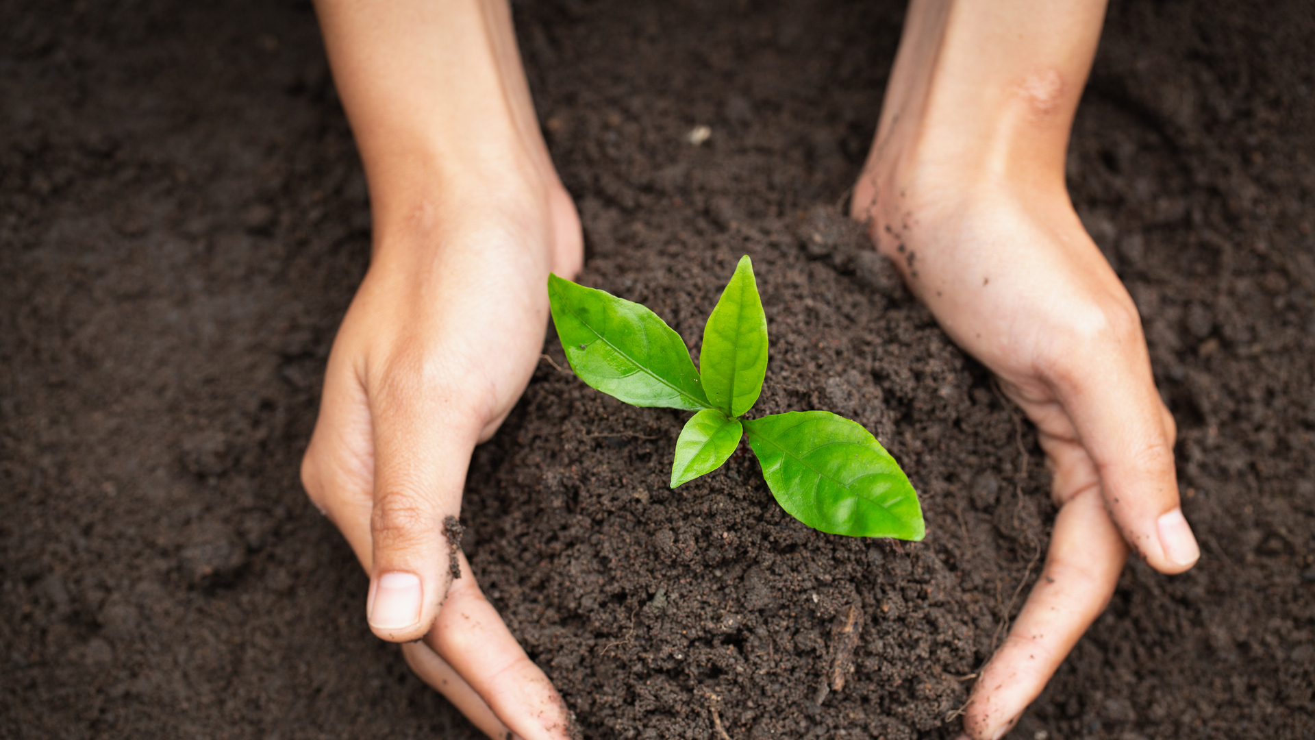 Hand protects seedlings that are growing, Environment Earth Day In the hands of trees growing seedlings, reduce global warming, concept of love the world.