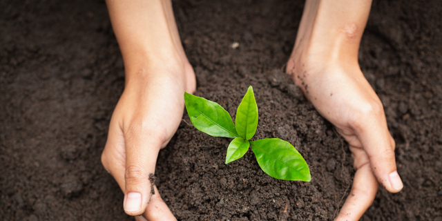 Hand protects seedlings that are growing, Environment Earth Day In the hands of trees growing seedlings, reduce global warming, concept of love the world.