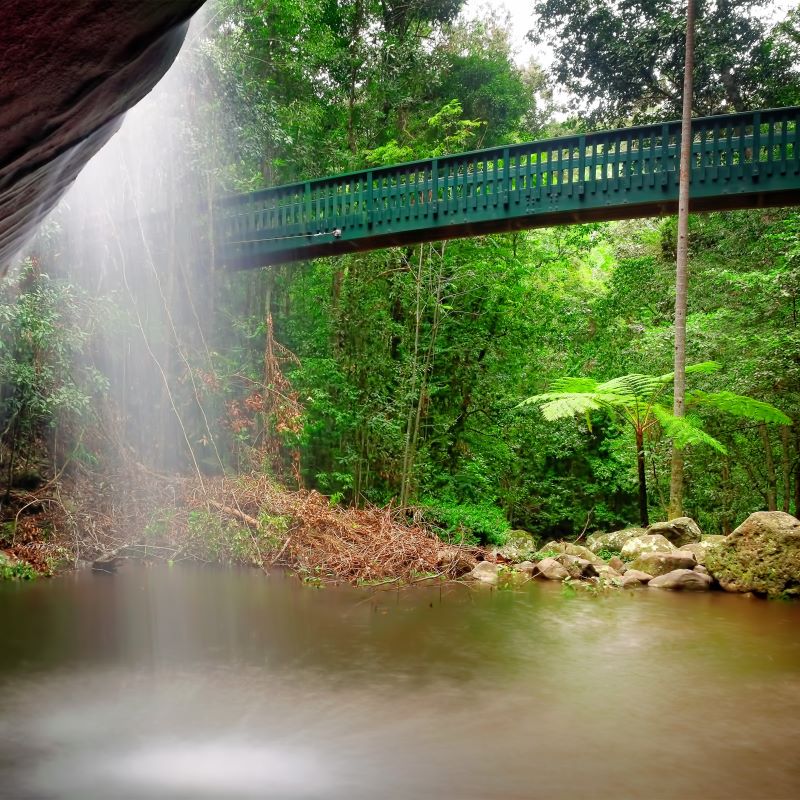 Serenity Bridge in Buderim Forest Park on the Sunshine Coast