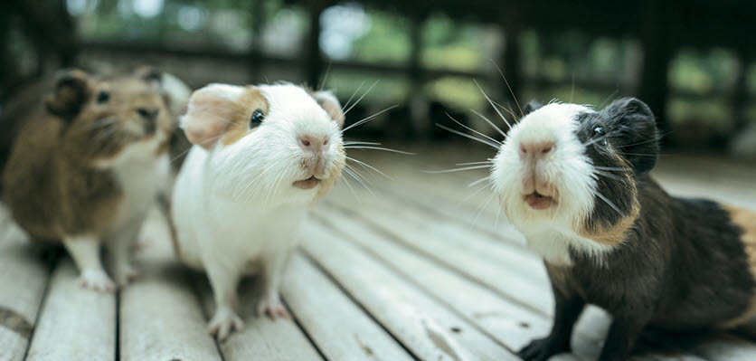 UPAV - guinea pigs - content page hero