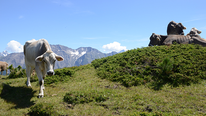 16543-Switzerland-Walk-Hike1.jpg
