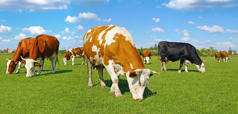 acv_cows_grazing