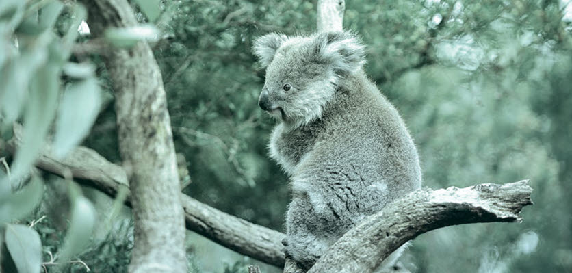 conservation biology - koala - content page hero.jpg