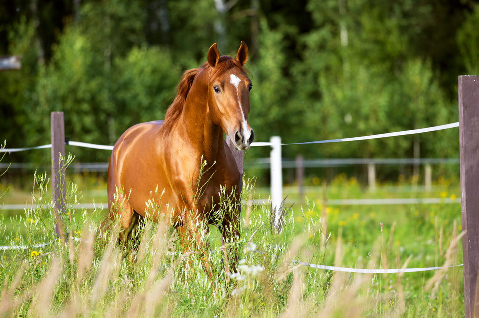 Thoroughbred horse - equine