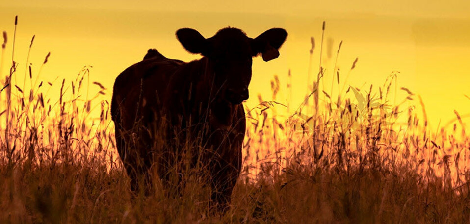 cattle - farming - content page hero.jpg