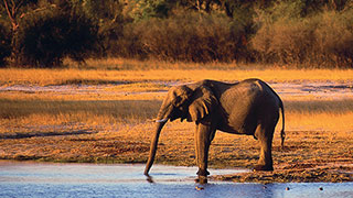 3645-wild-africa-botswana-zimbabwe-zambia-SmHoz.jpg