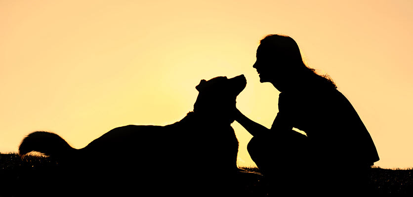 vet voice - dog - woman - silhouette
