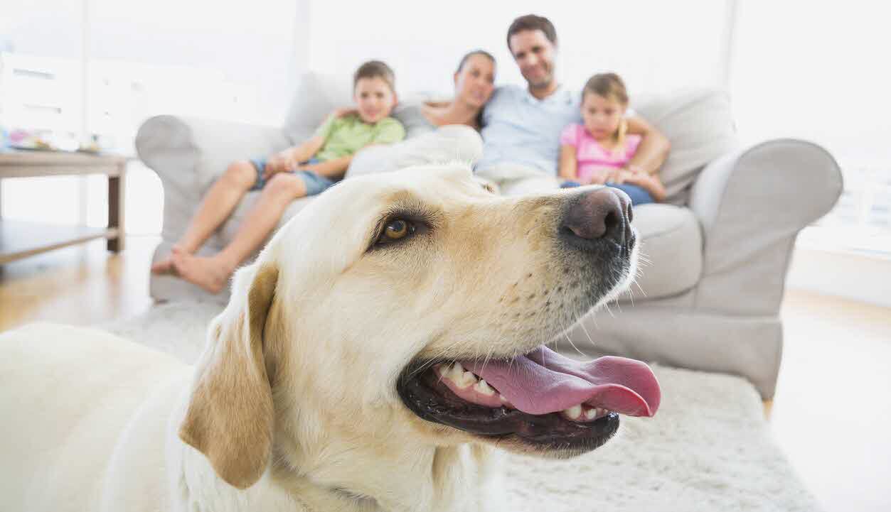 dog - house - family