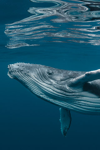 24949-Baby-Humpback-Whale-vert.jpg