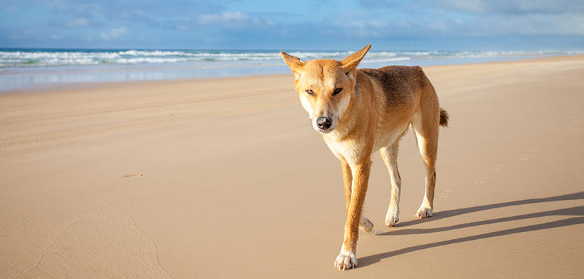 dog - beach.jpg