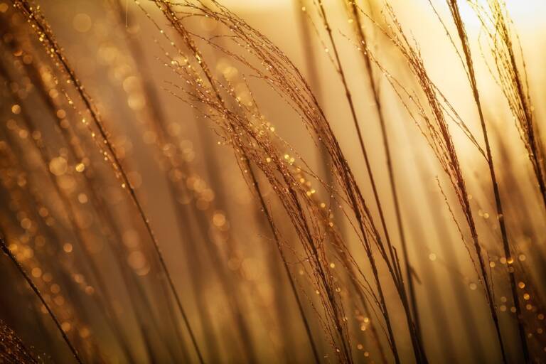 Photograph of wheat in a field