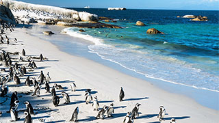 13597-south-africa-boulders-beach-penguins-smhoz.jpg