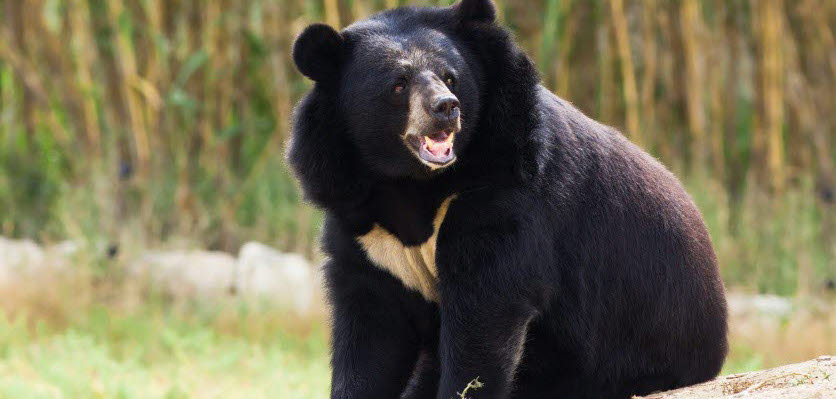 asian black bear - vet voice