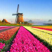 Tulip Field in Holland, Netherlands