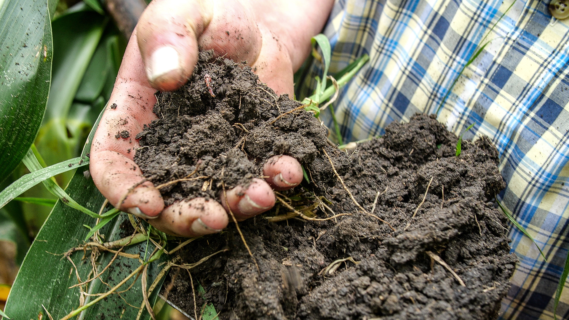 Heathy soil from regenerative agriculture field