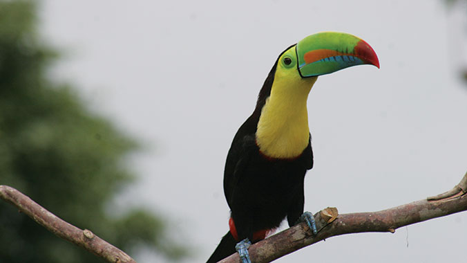 15114-costa-rica-digital-photography-in-nature-toucan-c.jpg