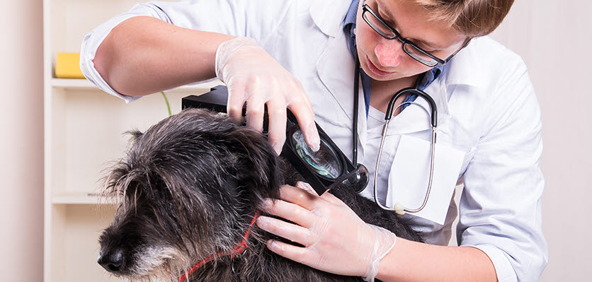 small animal - dog - tick - vet